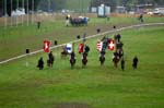 20060813 0066 chevaux marche concours saignelegier