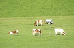 20061027 0006 paysage campagne autour huttwil emmental vaches