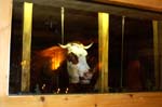 20070110 0097 val arly mont blanc restaurant ferme victorine vache