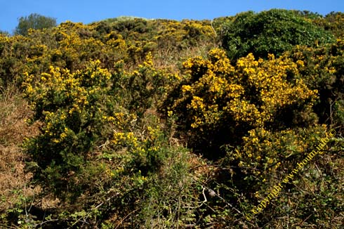 20070419 0016 cotentin site naturel protege la hague saint germain vaux